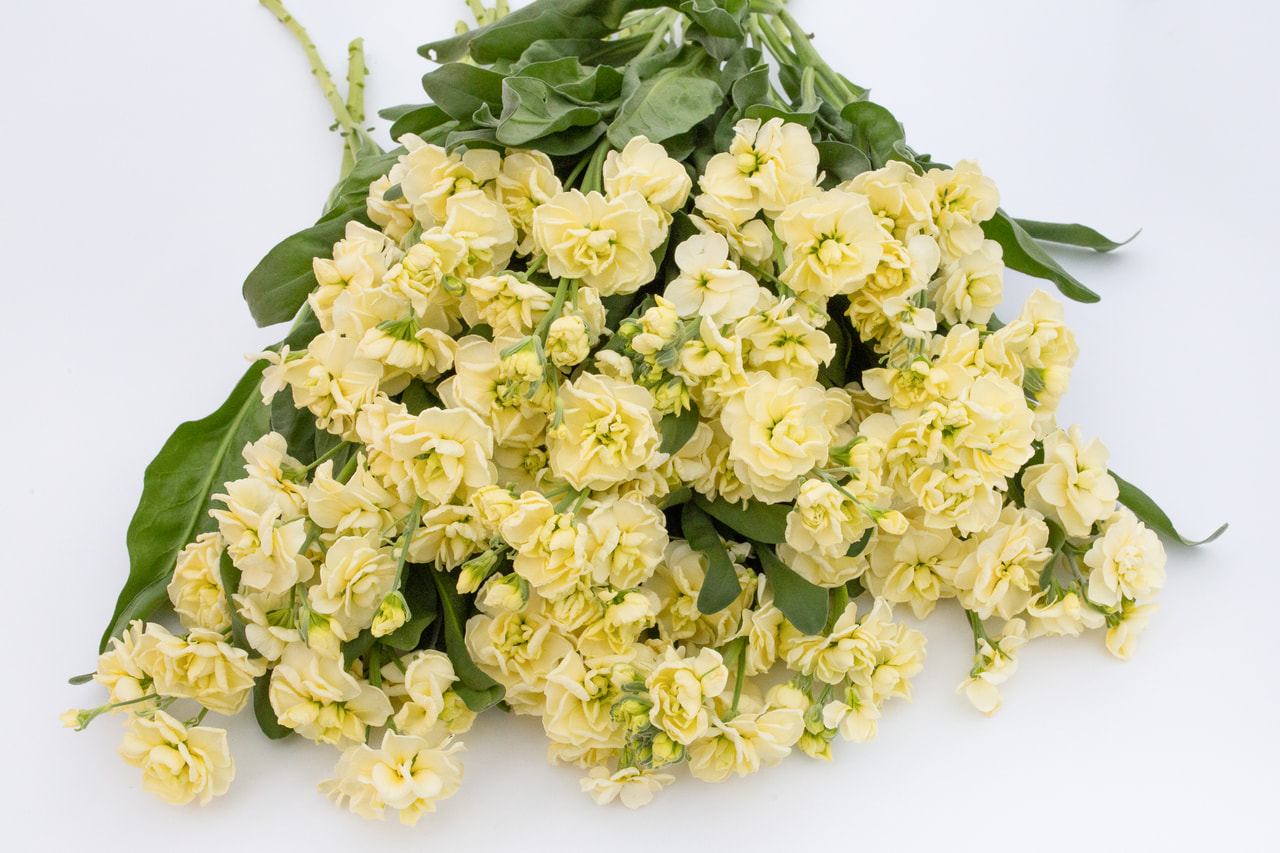 Stock Cheerful Yellow, Loukykvět