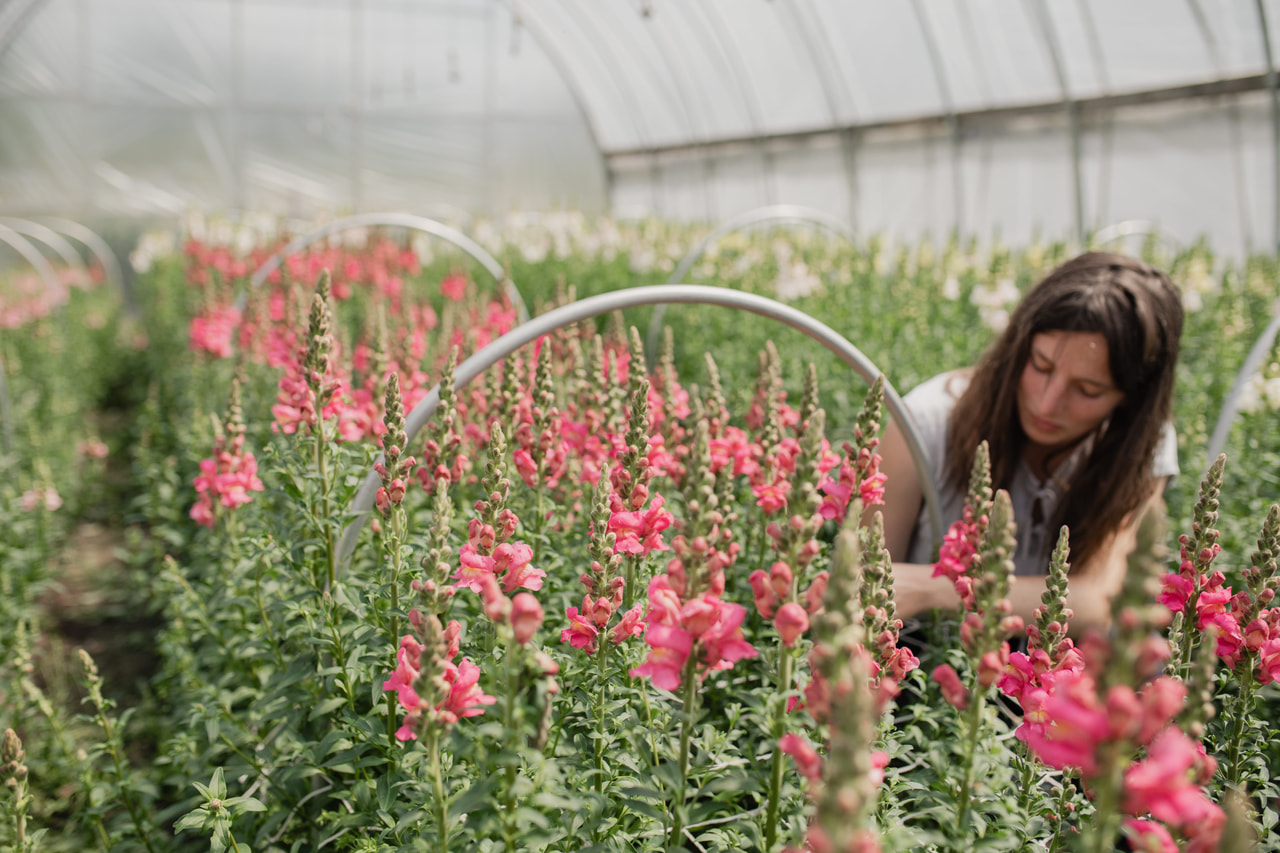 Leeuwenbek Costa Rose, Loukykvět