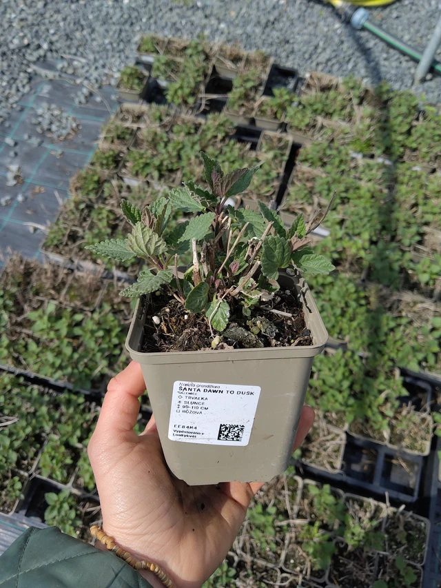 Kissanminttu Dawn to Dusk - 21. 4. 2026