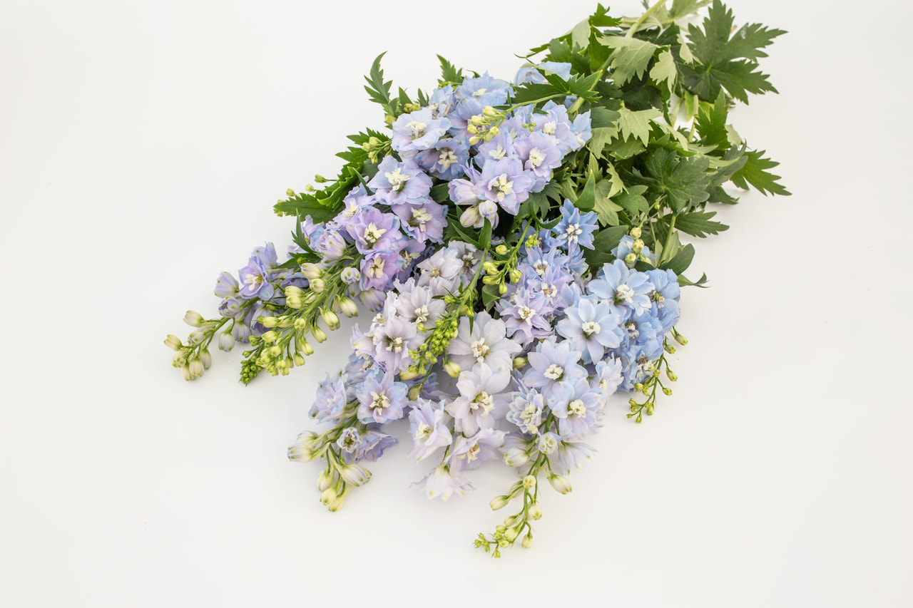 Delphinium Magic Fountains Mix, Loukykvět