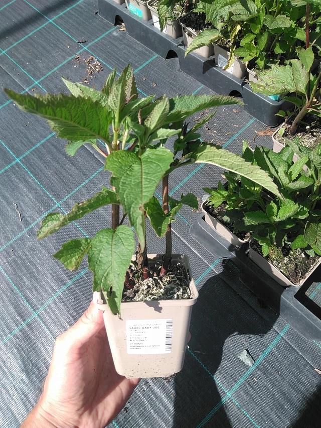 Punalatva Baby Joe - 24. 6. 2025