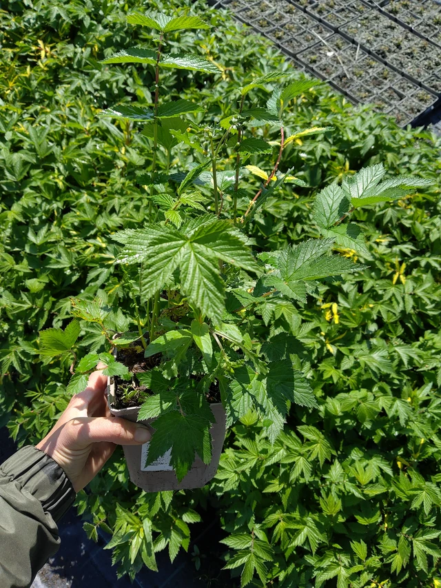 Tužebník Variegata - 13. 5. 2026