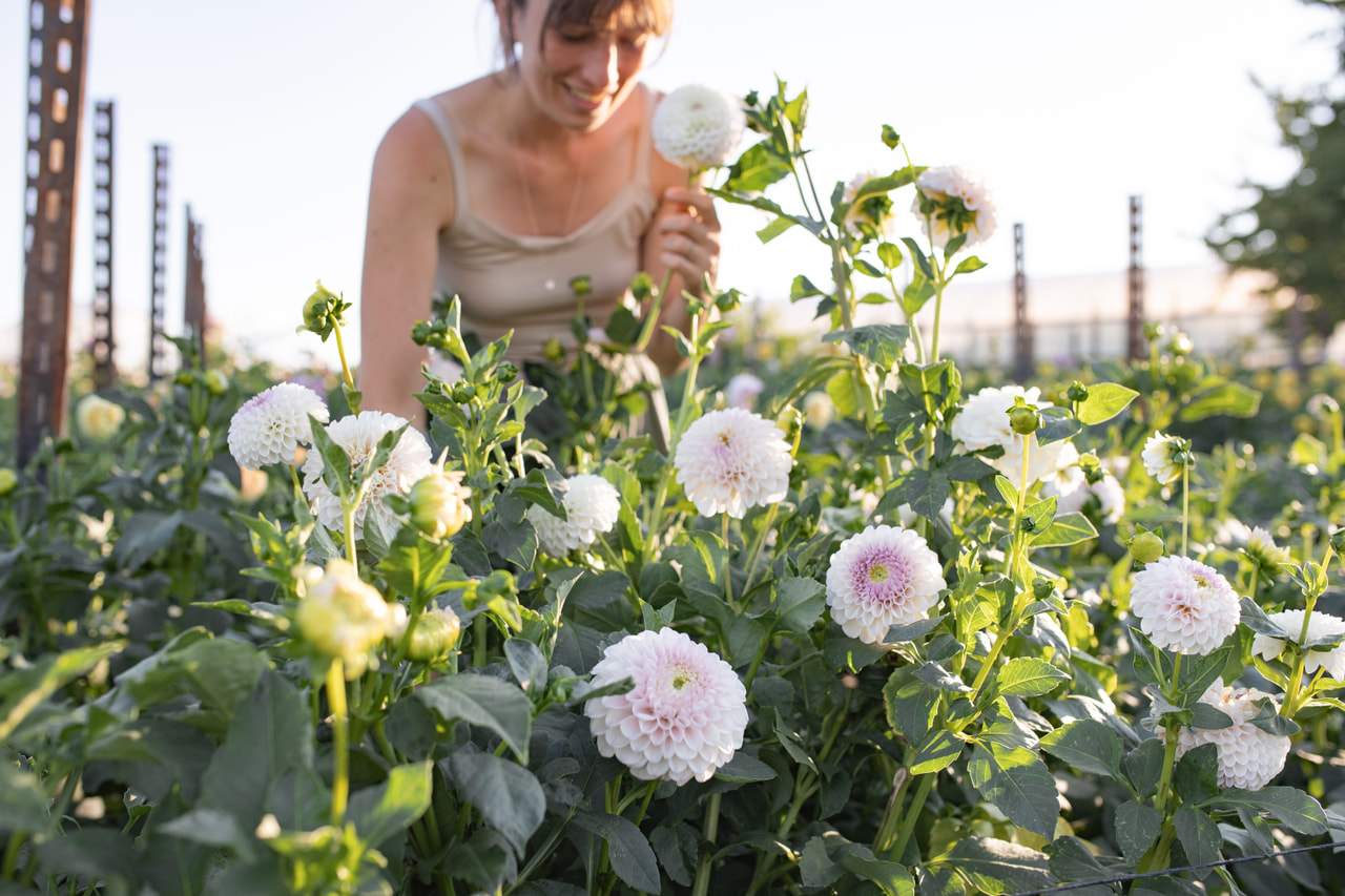 Daalia Pink Pearl, Loukykvět