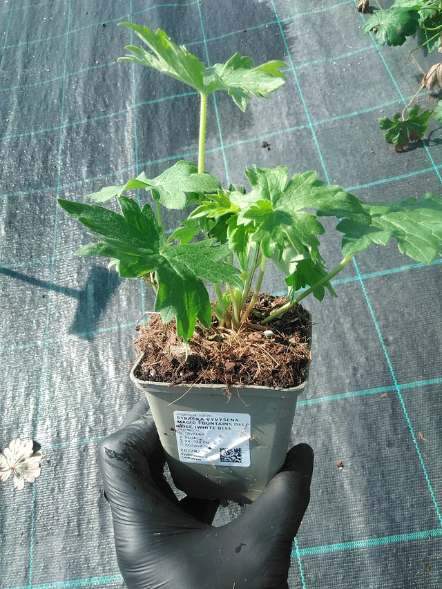 Delphinium Magic Fountains Deep Rose (White Bee) - 1. 9. 2025