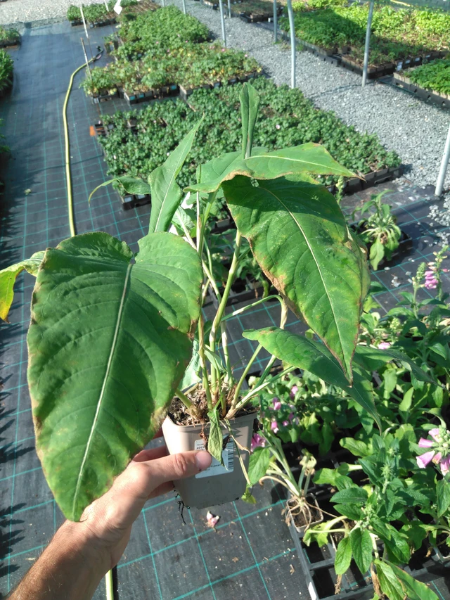 Konnantatar Alba - 20. 6. 2025