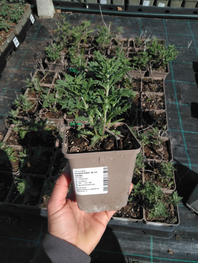 Pioska Blue Spire - 13. 5. 2025