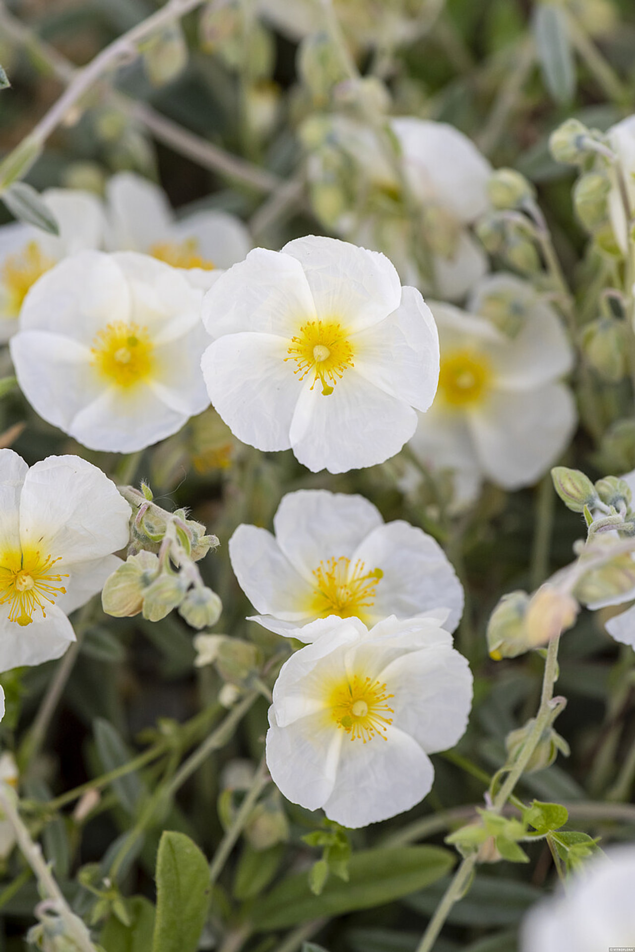 Päivännouto The Bride, Loukykvět