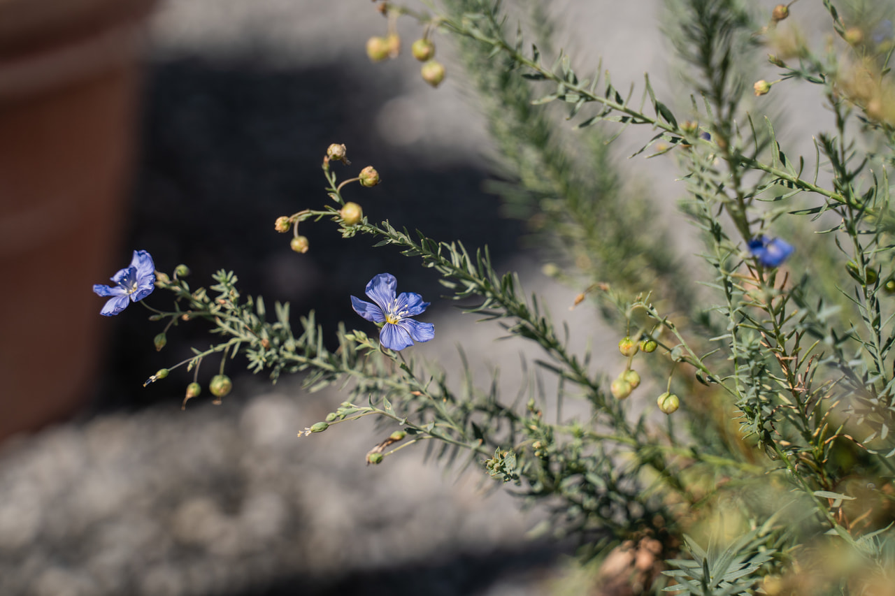 Sinipellava, Loukykvět