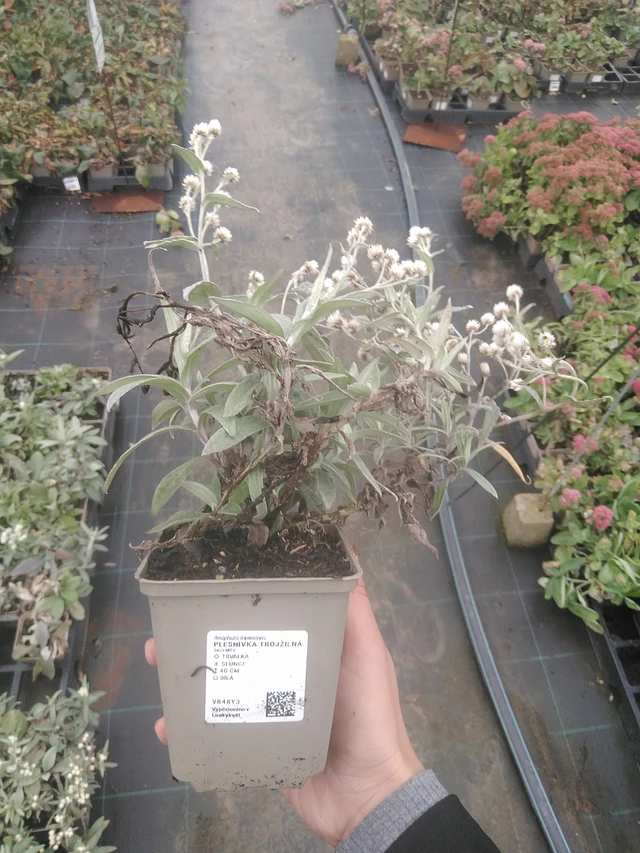 Anaphalis triplinervis - 10. 10. 2025