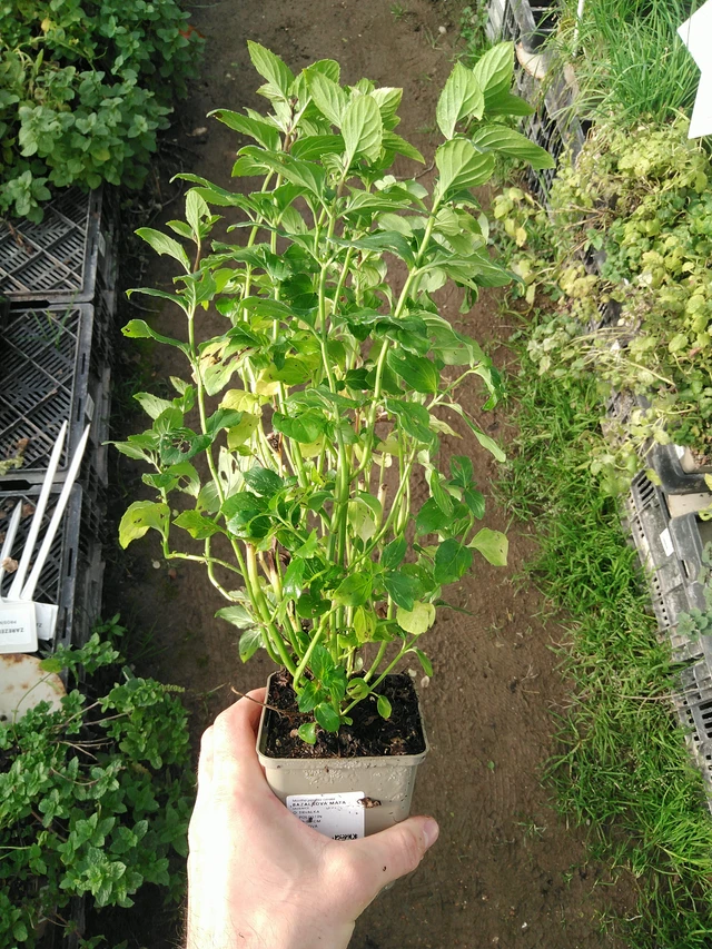 Basilikaminttu - 31. 10. 2025