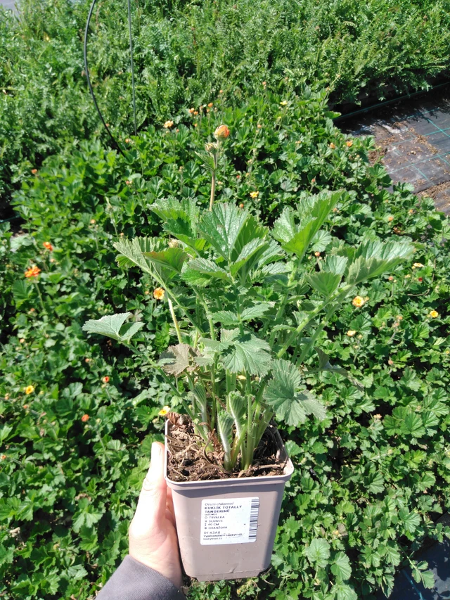 Kellukka Totally Tangerine - 13. 5. 2025