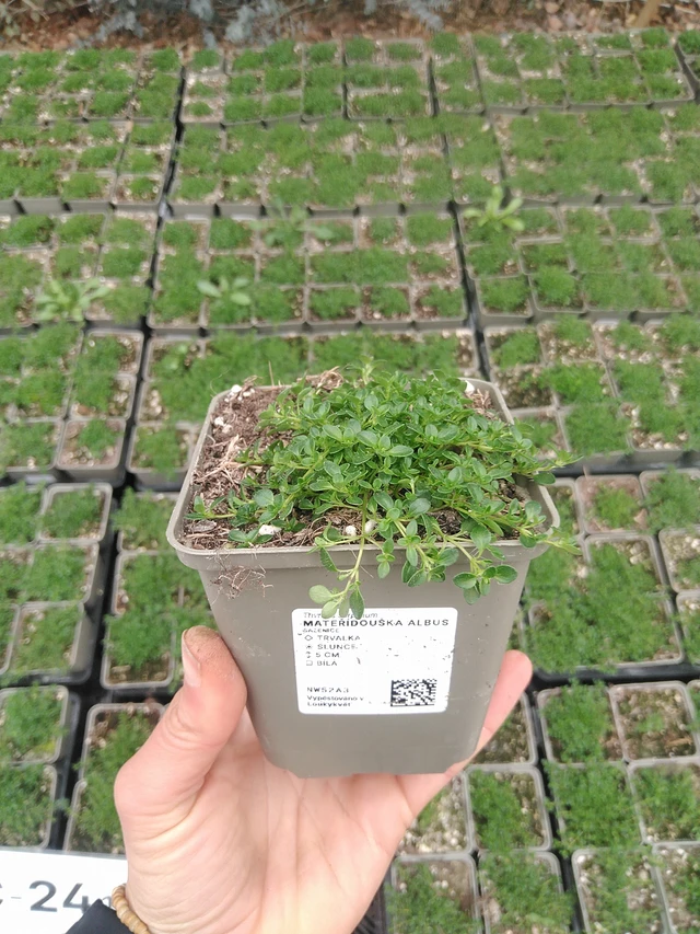 Mateřídouška Albus - 20. 4. 2026