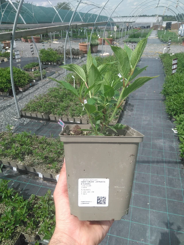 Pluimhortensia Kyushu - 2. 6. 2026