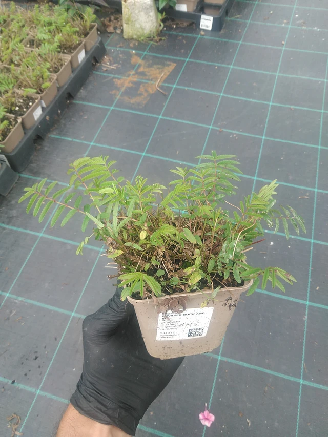 Luppio Rock and Roll - 10. 9. 2025