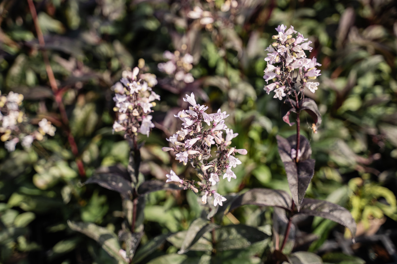 Pipo Husker Red, Loukykvět