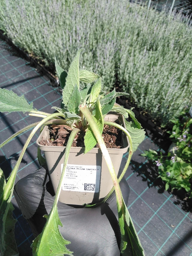 Gordolobo Plum Smokey - 19. 8. 2025