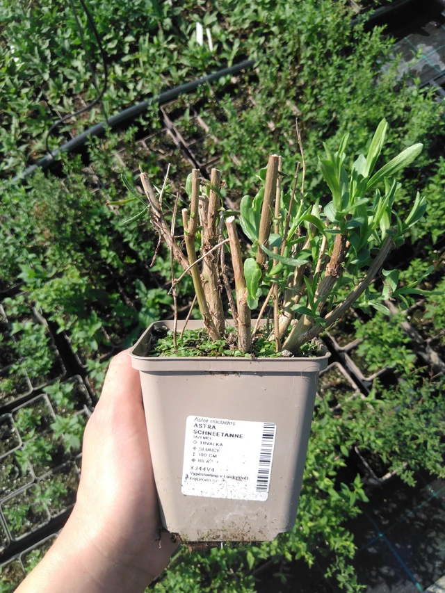 Asteri Schneetanne - 2024