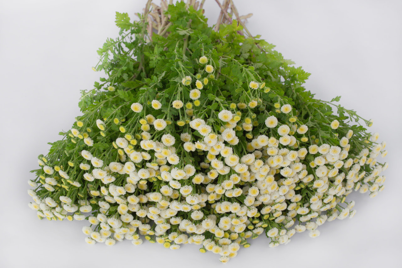 Řimbaba	Lima, Loukykvět