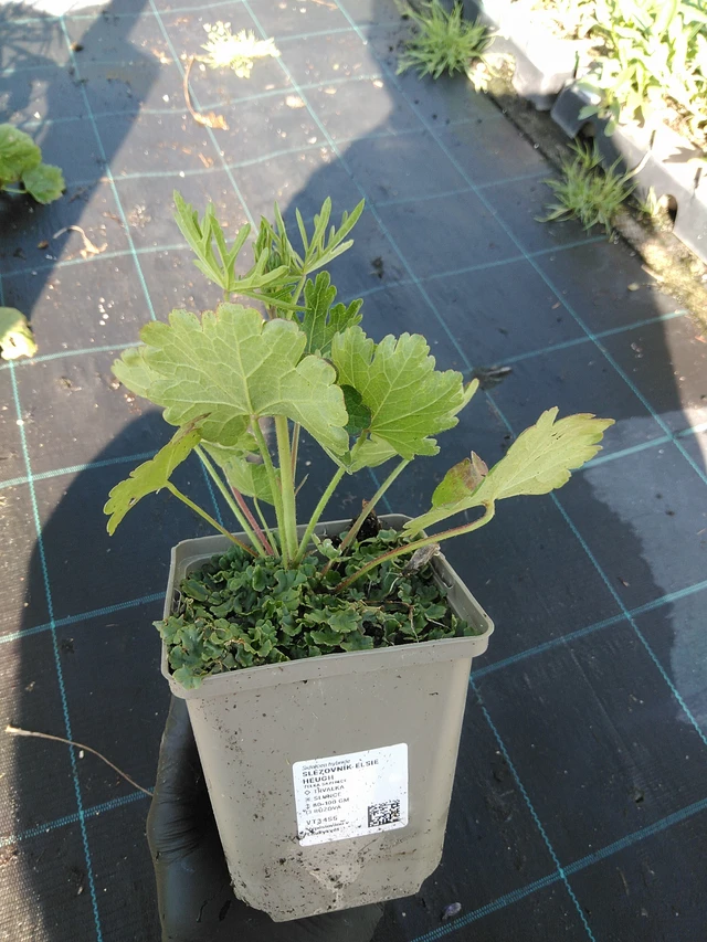 Jalomalva Elsie Heugh - 19. 8. 2025