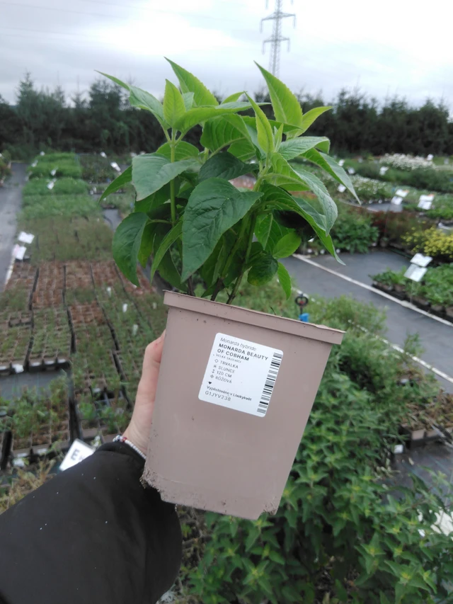 Väriminttu Beauty of Cobham - 2024