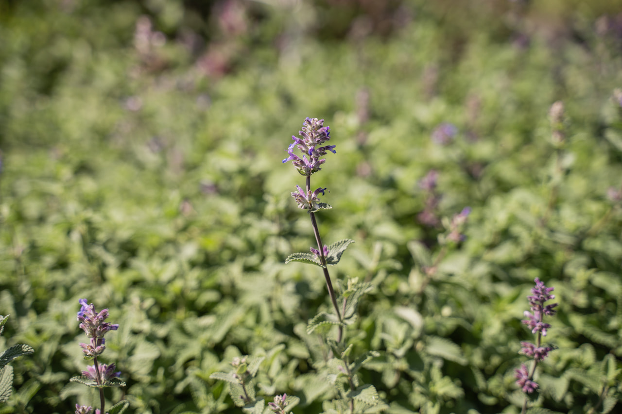 Mirrinminttu, Loukykvět