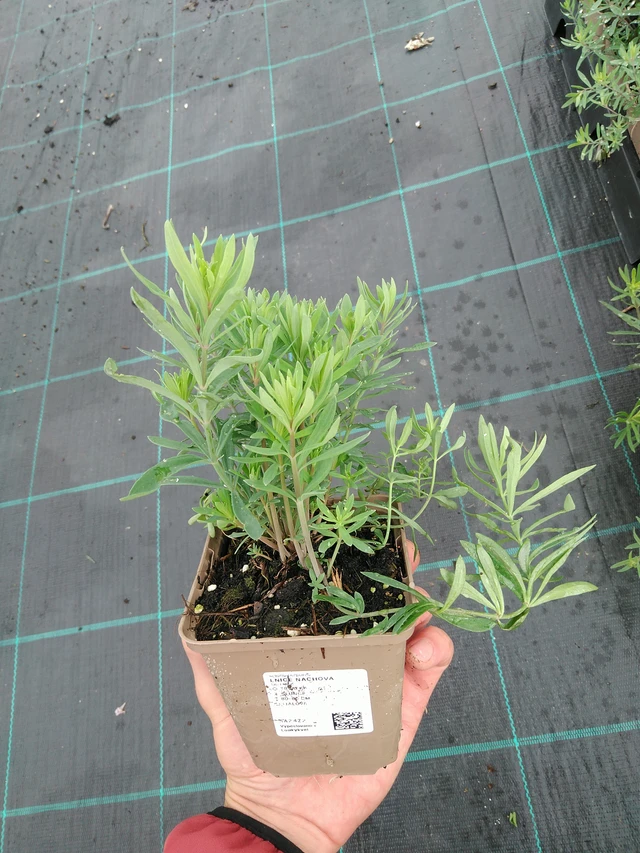 Linaria purpurea - 28. 7. 2025