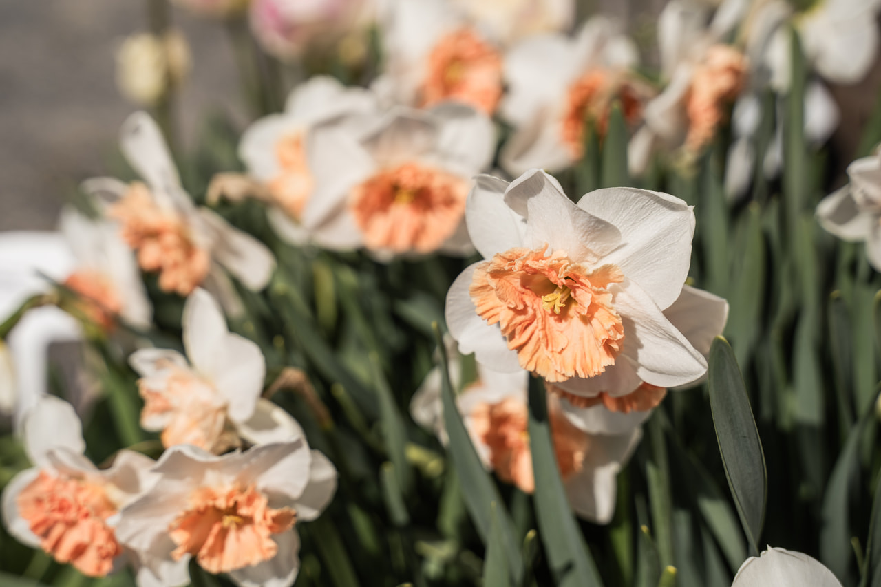 Narcis Precocious, Loukykvět