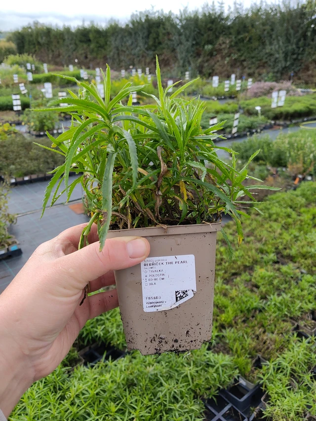 Kärsämö The Pearl - 9. 10. 2025