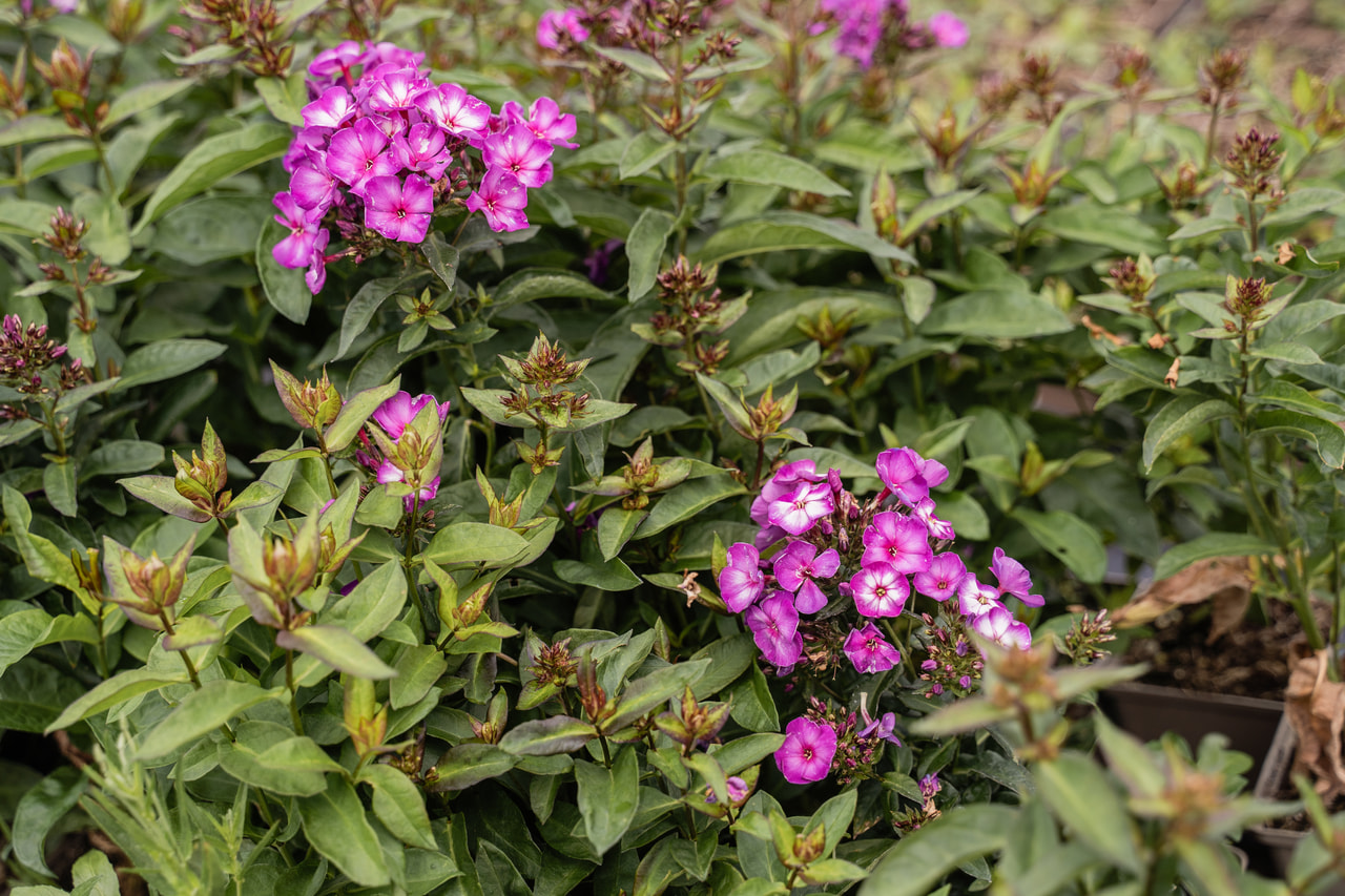 Leimu Sweet Summer Fantasy, Loukykvět