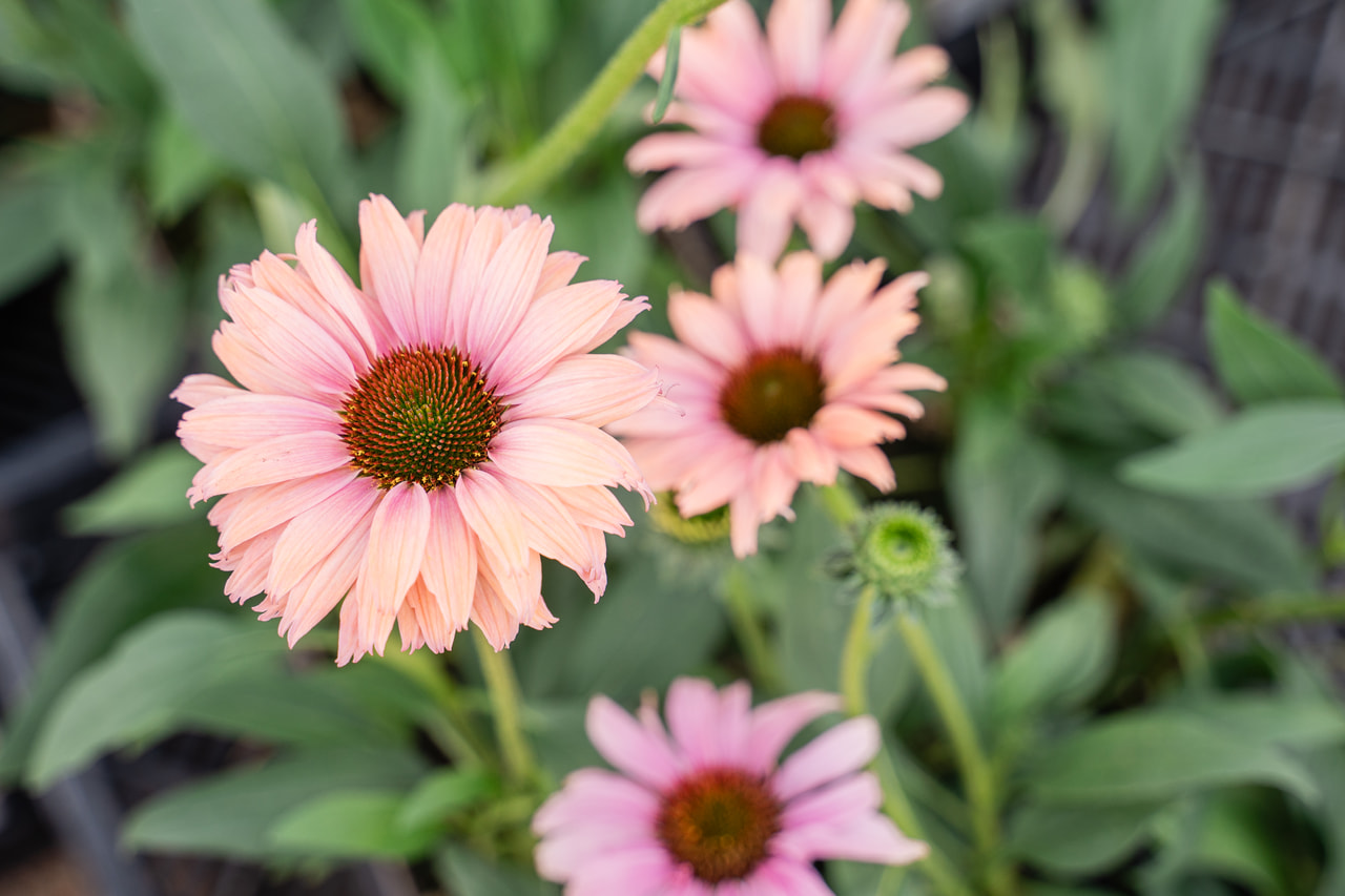 Echinacea SunSeekers Rainbow, Loukykvět