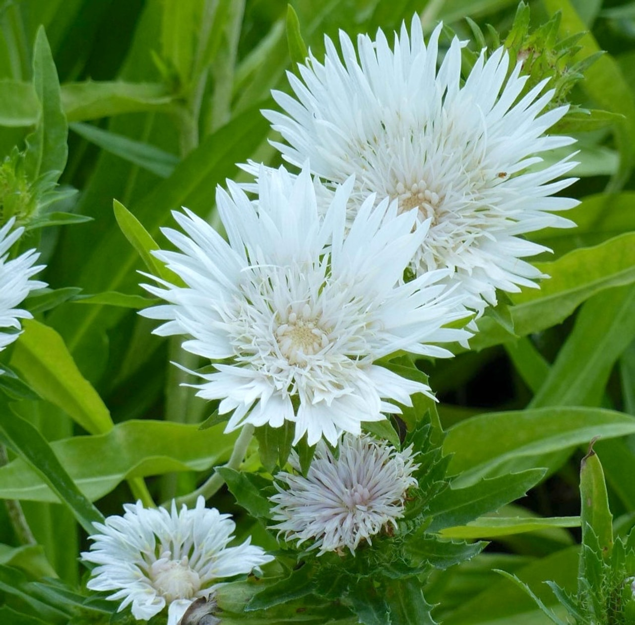 Stokesia Träumerei, Loukykvět