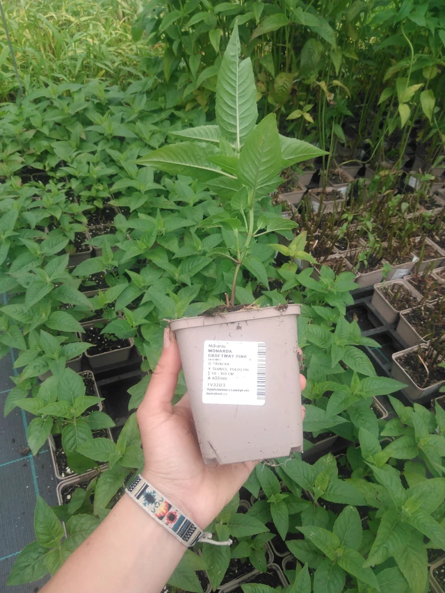 Väriminttu Croftway Pink - 2024