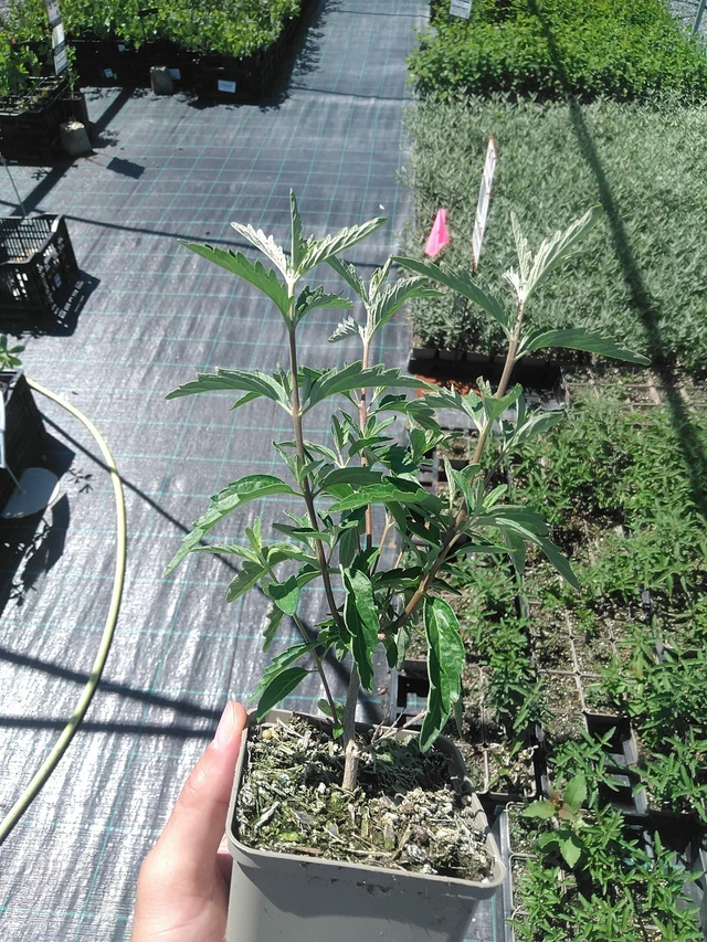 Siniparta Stephi - 1. 7. 2025