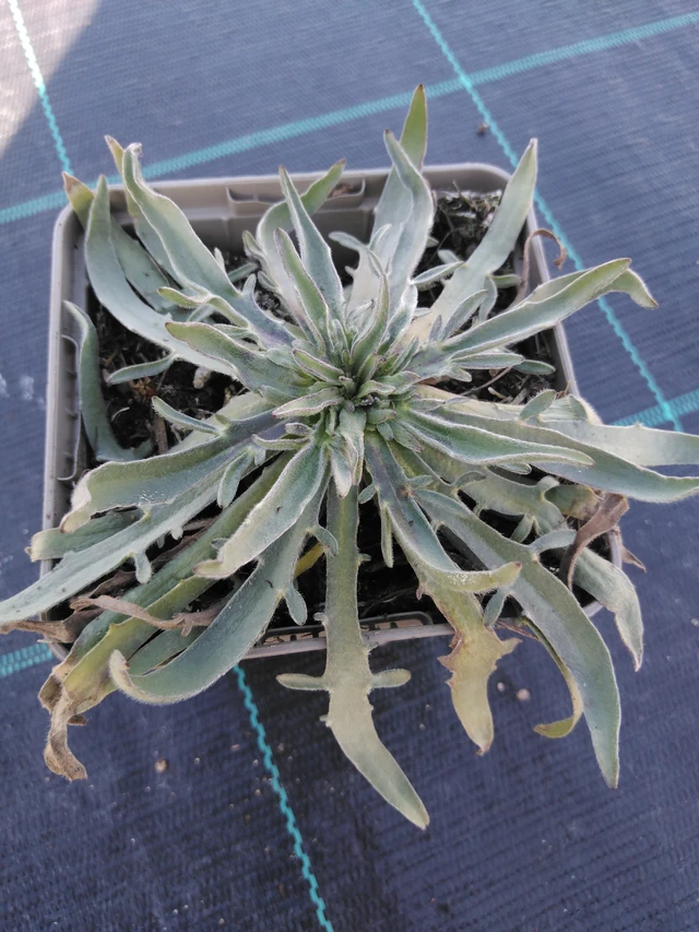 Rakkoiso - 3. 4. 2025