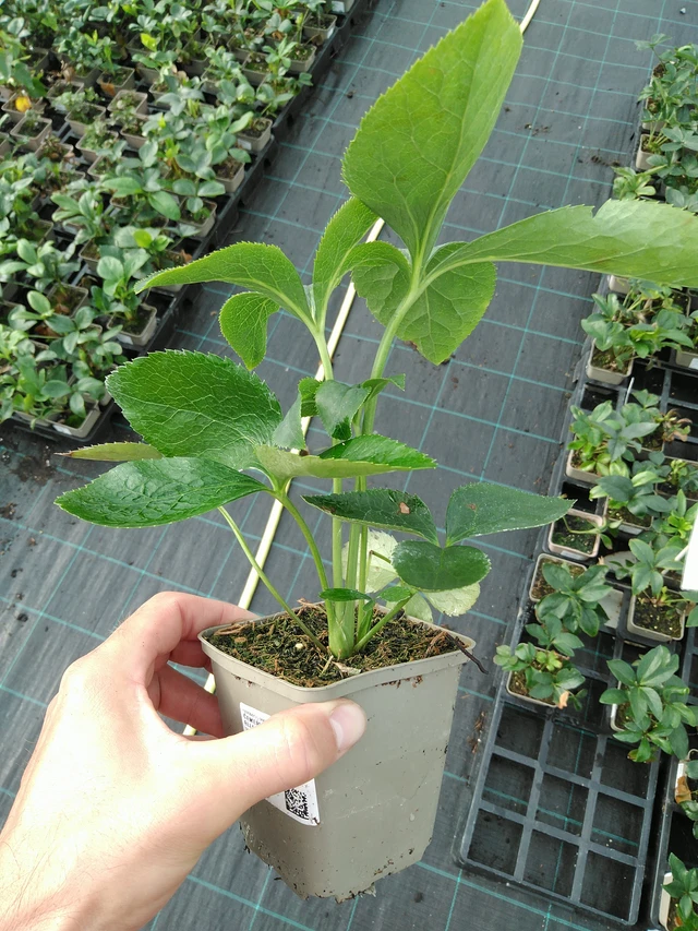 Jouluruusu Pretty Ellen Spotted - 28. 7. 2025