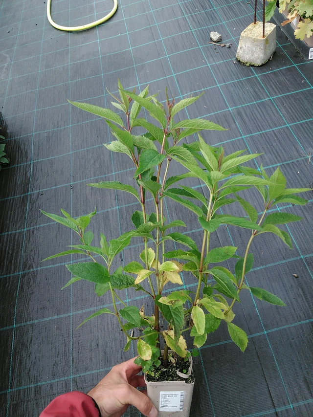 Punalatva Baby Joe - 28. 7. 2025