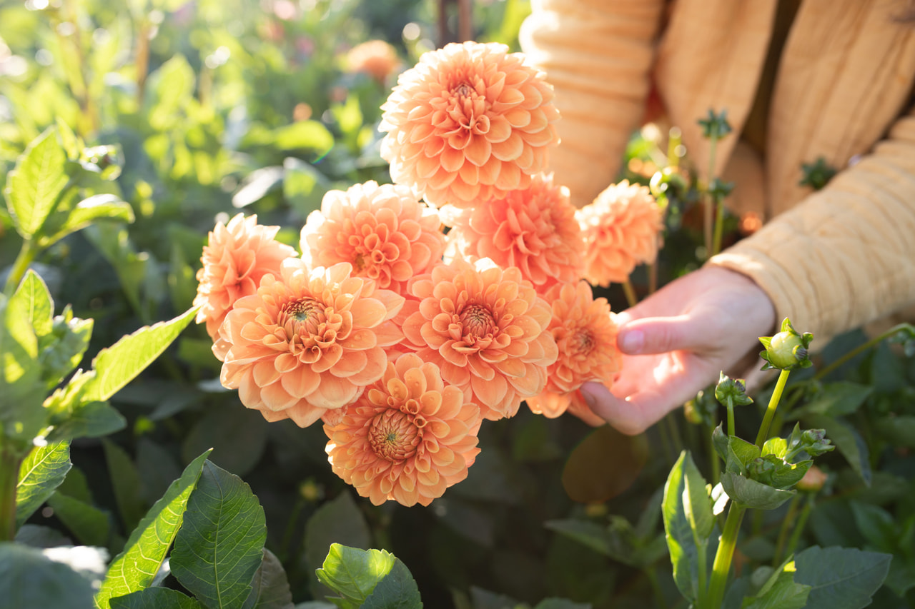 Daalia Sylvia, Loukykvět