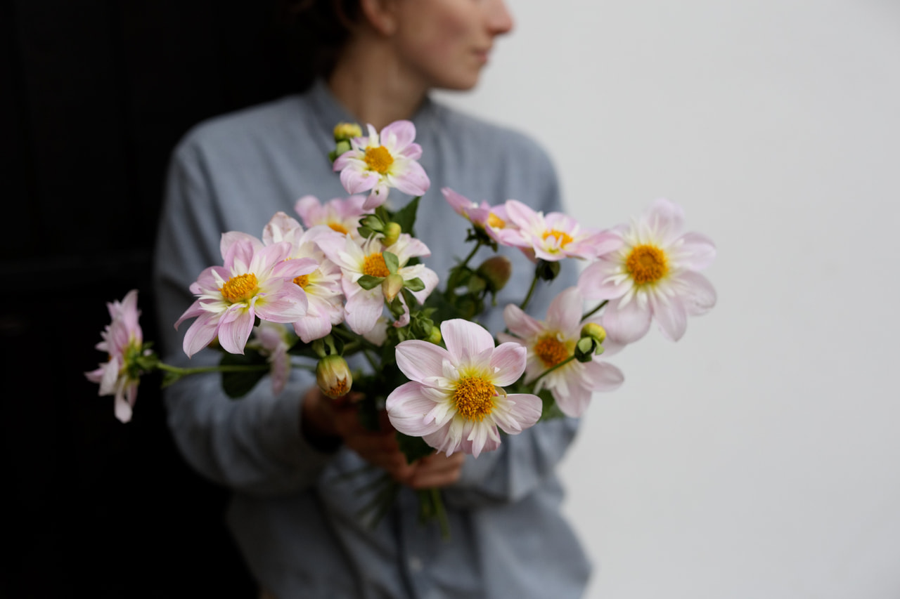 Daalia Teesbrooke Audrey, Loukykvět