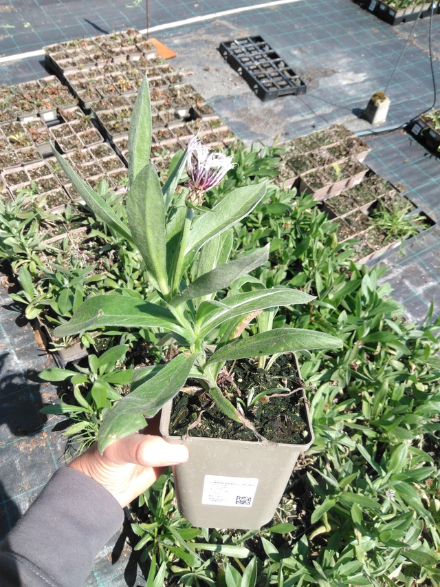 Vuorikaunokki Purple Heart - 13. 5. 2025