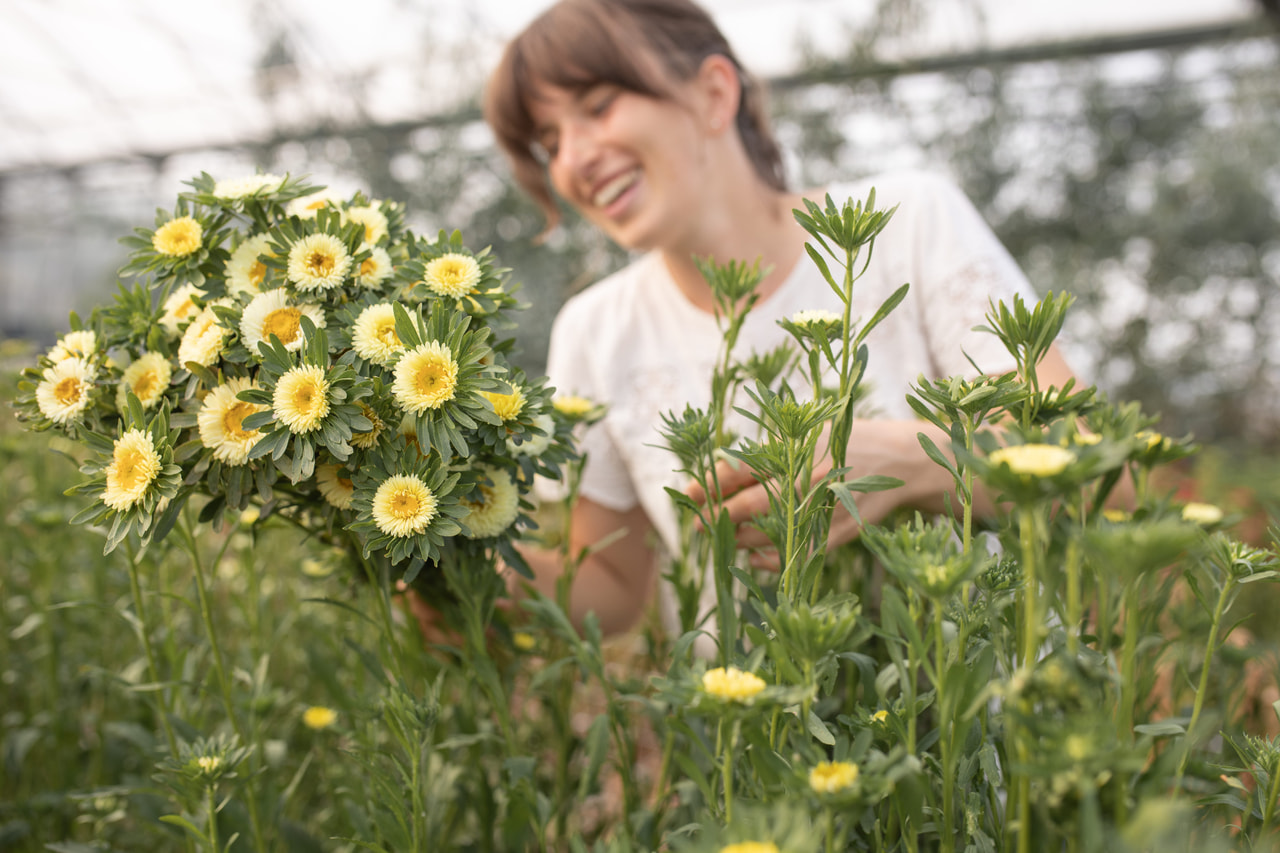 Kiinanasteri Matsumoto Yellow, Loukykvět