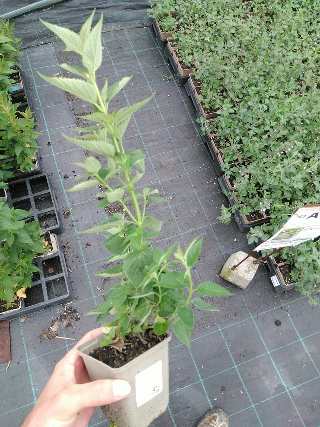 Jätti-iiso Blue Fortune - 28. 7. 2025