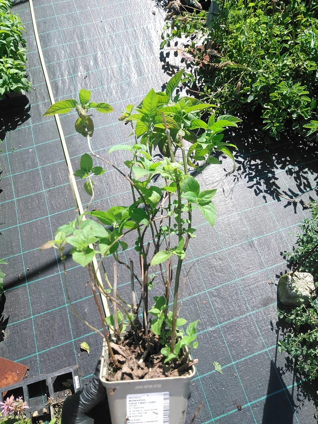 Väriminttu Croftway Pink - 19. 8. 2025