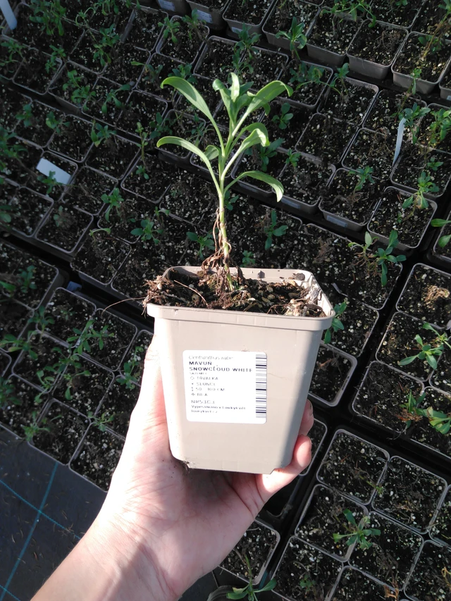 Komeapunikki Snowcloud White - 2024