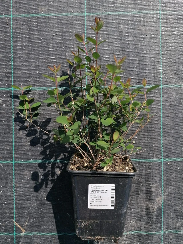 Lumimarja Magical Ruby Falls - 2024