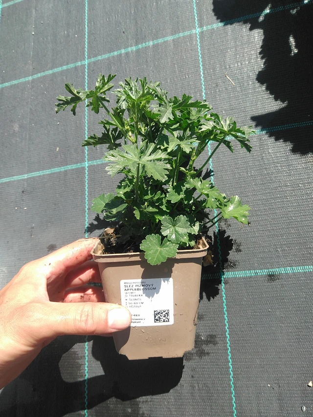 Myskimalva Appleblossom - 30. 6. 2025