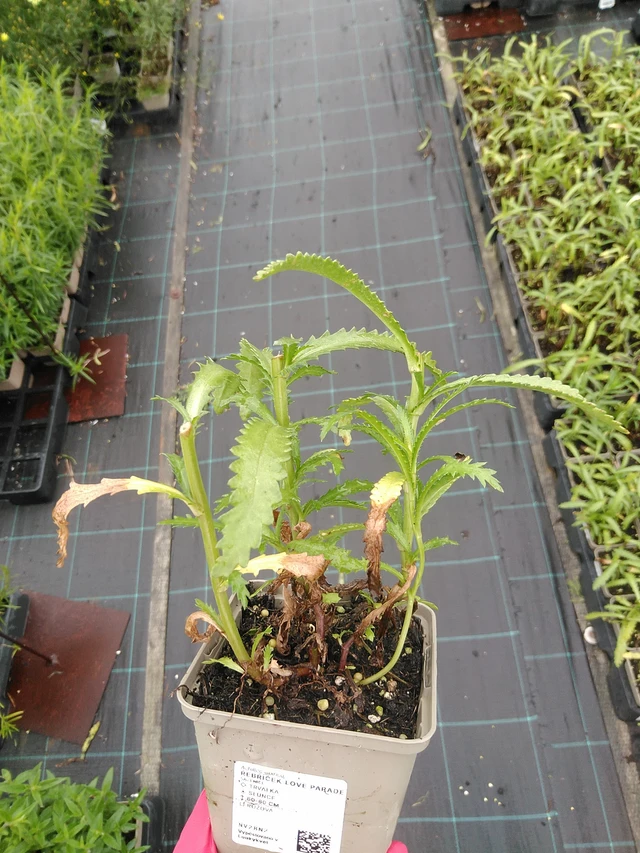 Siankärsämö Love Parade - 8. 7. 2025