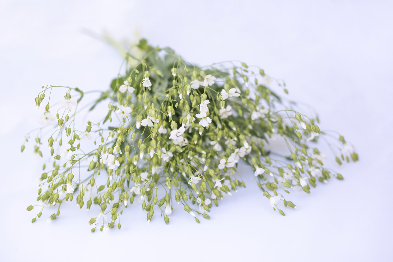 Lehmalill White Beauty, Loukykvět