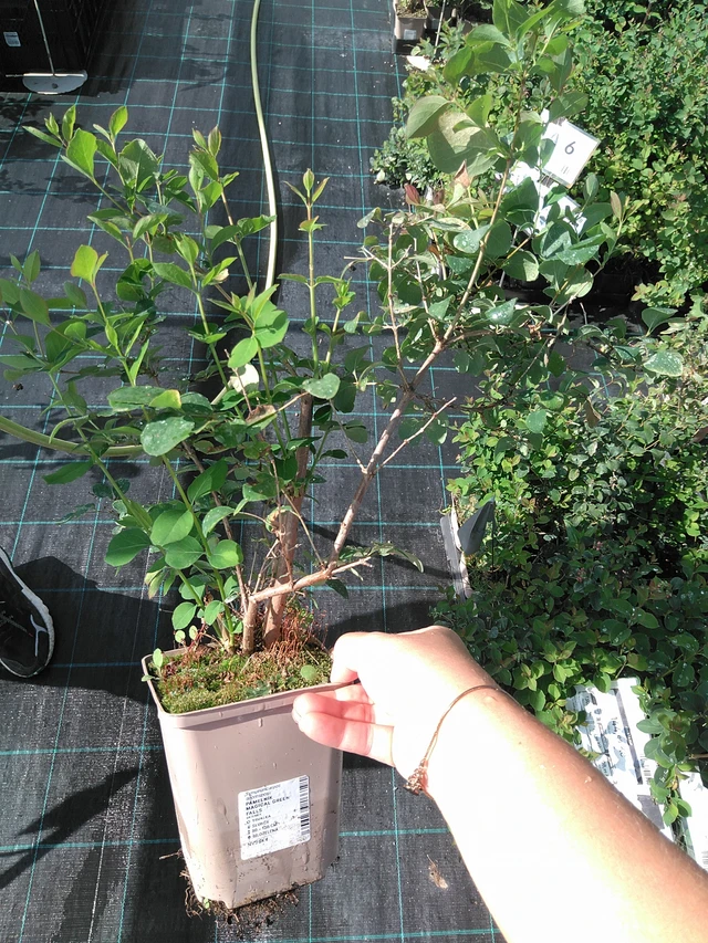 Symphoricarpos Magical Green Falls - 11. 7. 2025