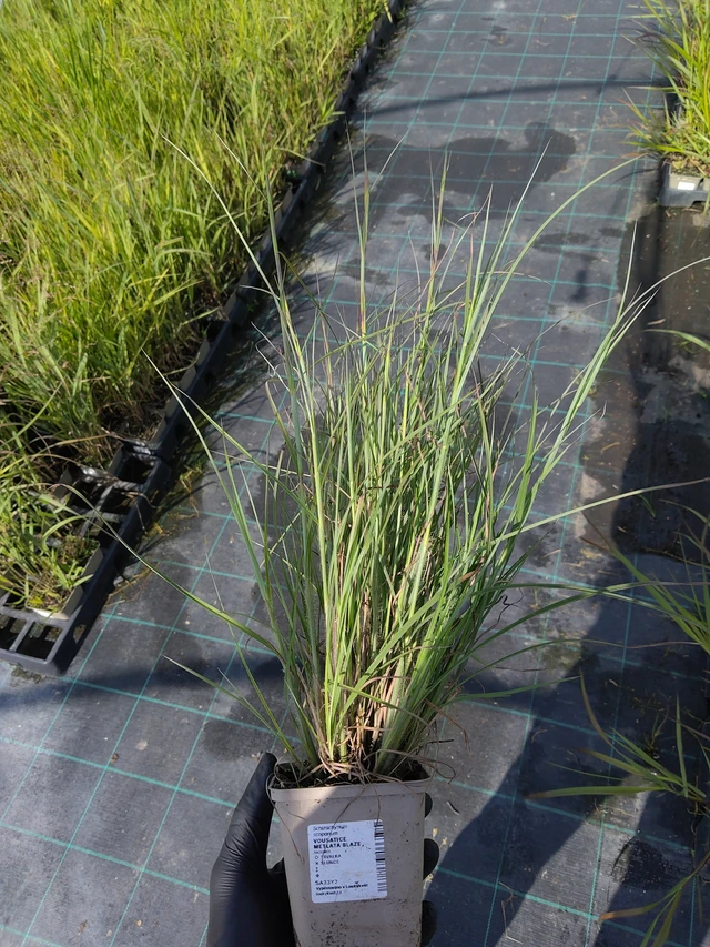 Little Bluestem Blaze - 11. 9. 2025