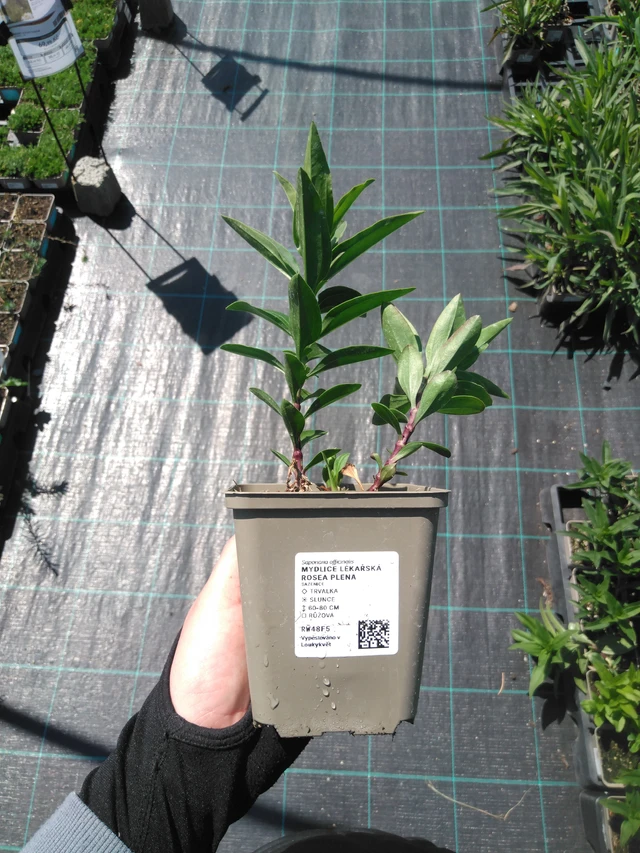 Rohtosuopayrtti Rosea Plena - 13. 5. 2025